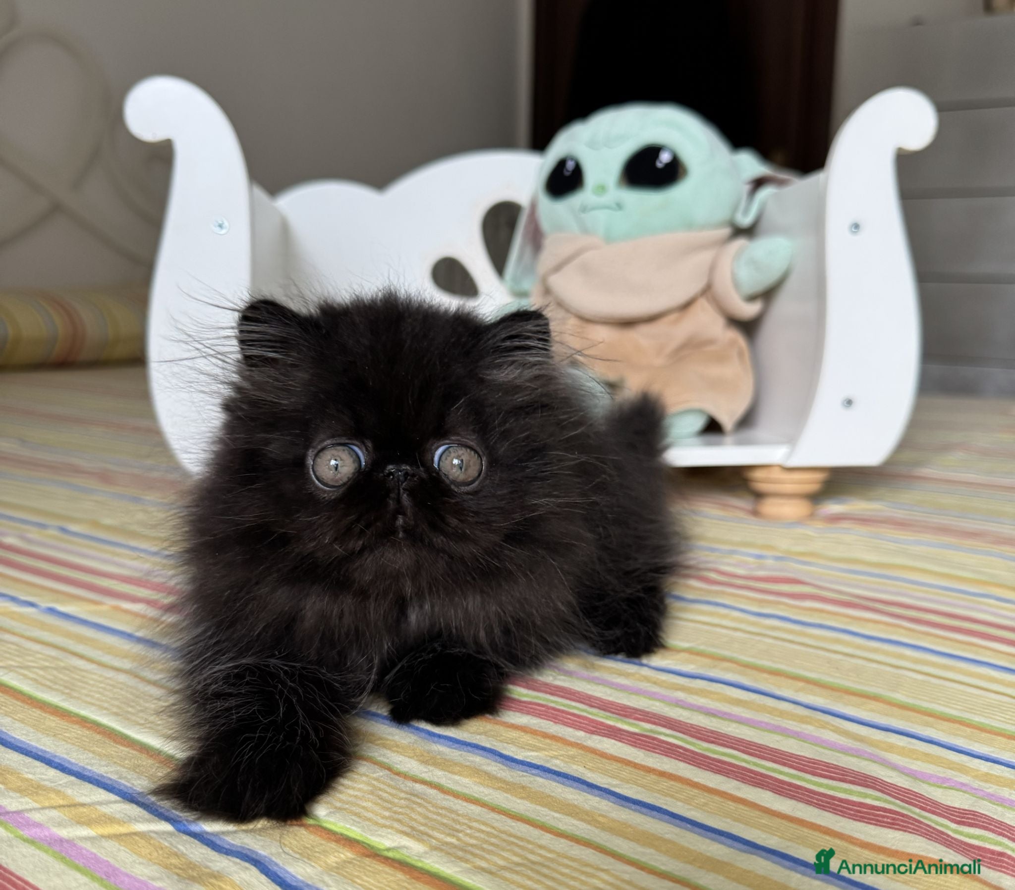 Persiano gatti  Annarita Oh, Bambina! - Annuncio 22