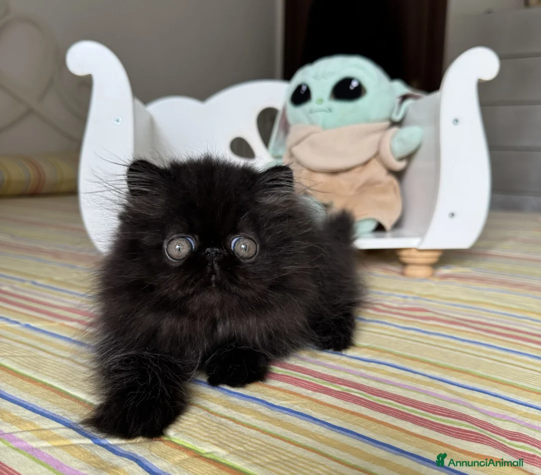 Persiano gatti in vendita:  Annarita Oh, Bambina! - Annuncio 1