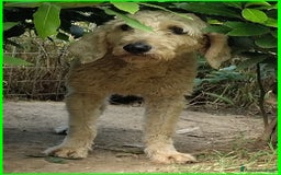 Lagotto cani in regalo: ALDO, DOLCE SIMIL LAGOTTINO 4 ANNI, UNA VITA NEGAT - Immagine 7