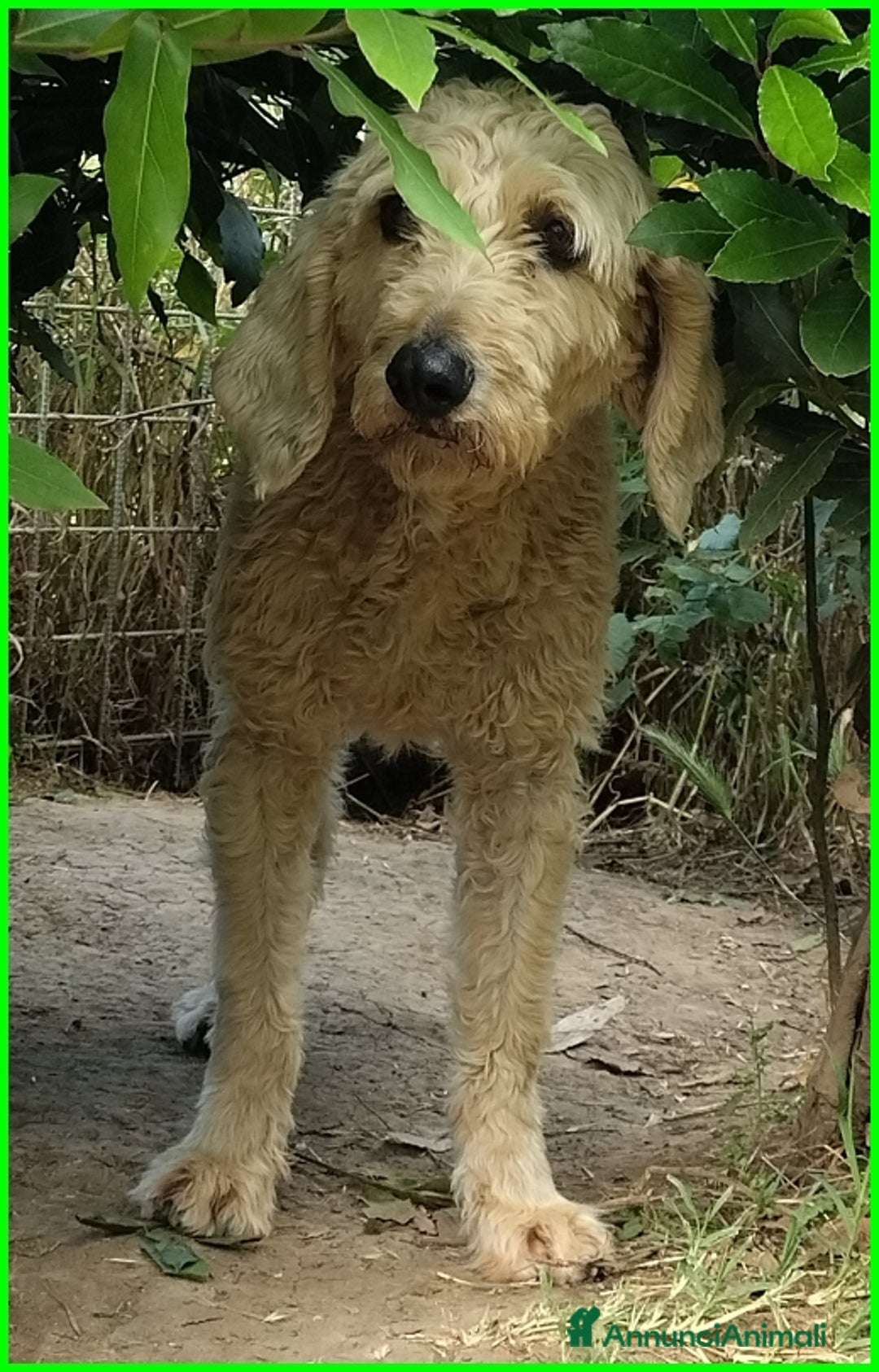 Lagotto cani in regalo: ALDO, DOLCE SIMIL LAGOTTINO 4 ANNI, UNA VITA NEGAT - Immagine 7