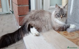 Siberiano gatti in vendita: Siberiani Neva Masquerade  a Provincia di Reggio Emilia - Immagine 3