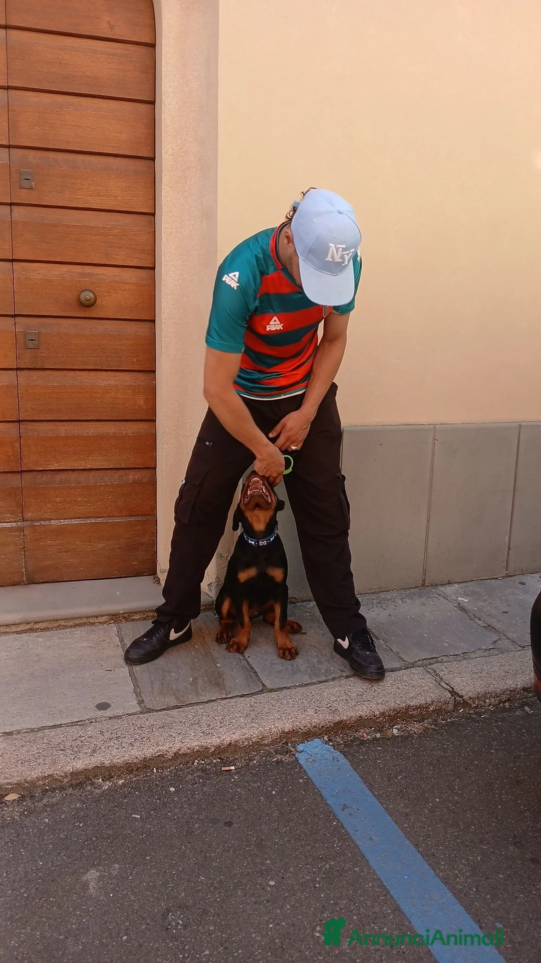 Rottweiler cani in vendita: Rottwaler  a Provincia di Piacenza - Annuncio 2