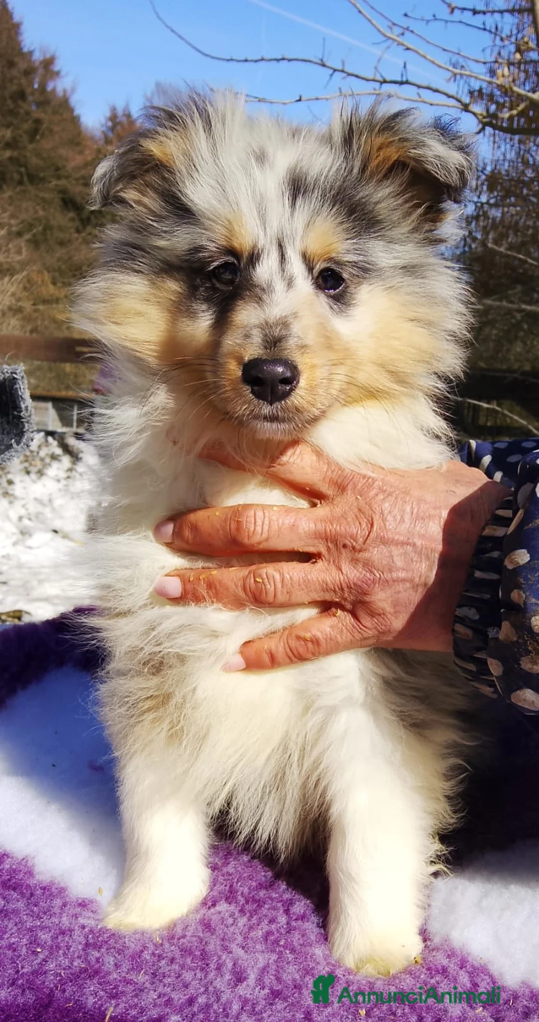 Shetland Sheepdog cani in vendita: Shetland sheep maschio Blue merle - Annuncio 2
