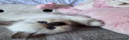 Ragdoll gatti in vendita: Cuccioli Ragdoll disponibili a Città metropolitana di Messina - Annuncio 1