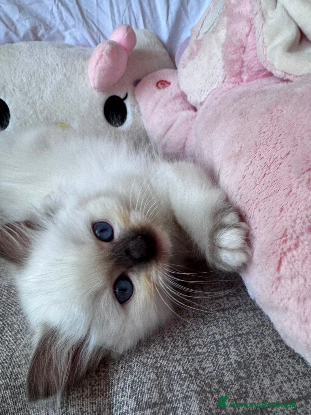 Ragdoll gatti in vendita: Cuccioli Ragdoll disponibili a Città metropolitana di Messina - Annuncio 1