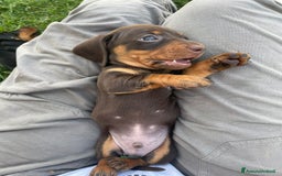 Bassotto cani in vendita: Bassotti Kaninchen con pedigree Enci a Provincia di Cuneo - Immagine 4