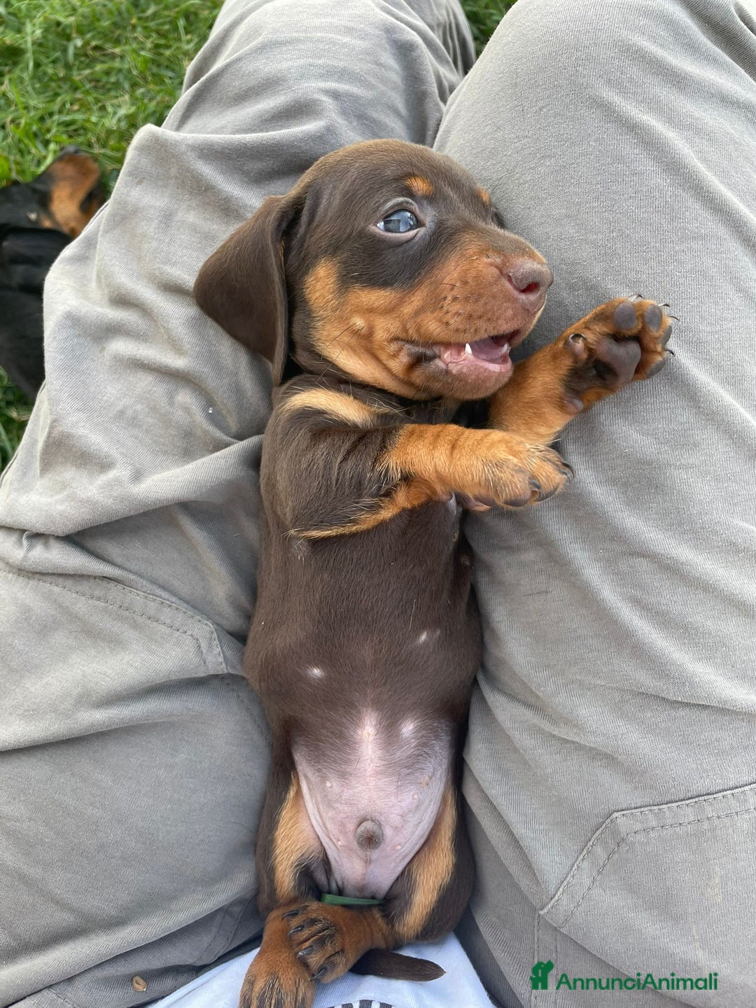 Bassotto cani in vendita: Bassotti Kaninchen con pedigree Enci a Provincia di Cuneo - Immagine 4