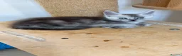 Maine Coon gatti in vendita: Cuccioli Silver shaded - Annuncio 8