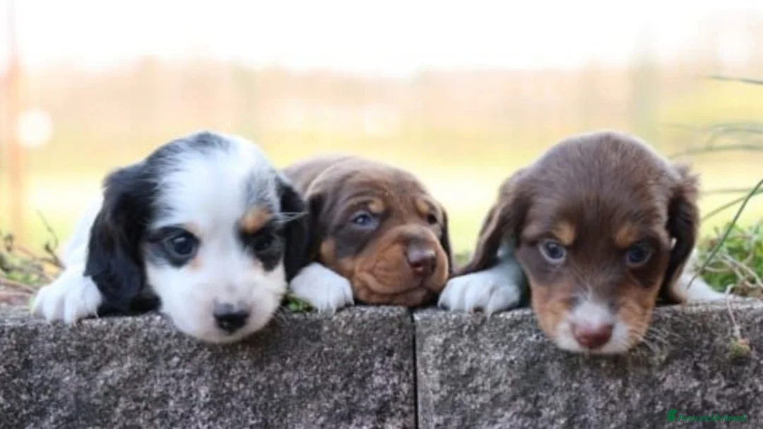 Bassotto cani in vendita: Bassotto pelo lungo  - Annuncio 1