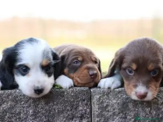 Bassotto cani Bassotto pelo lungo - Annuncio 6