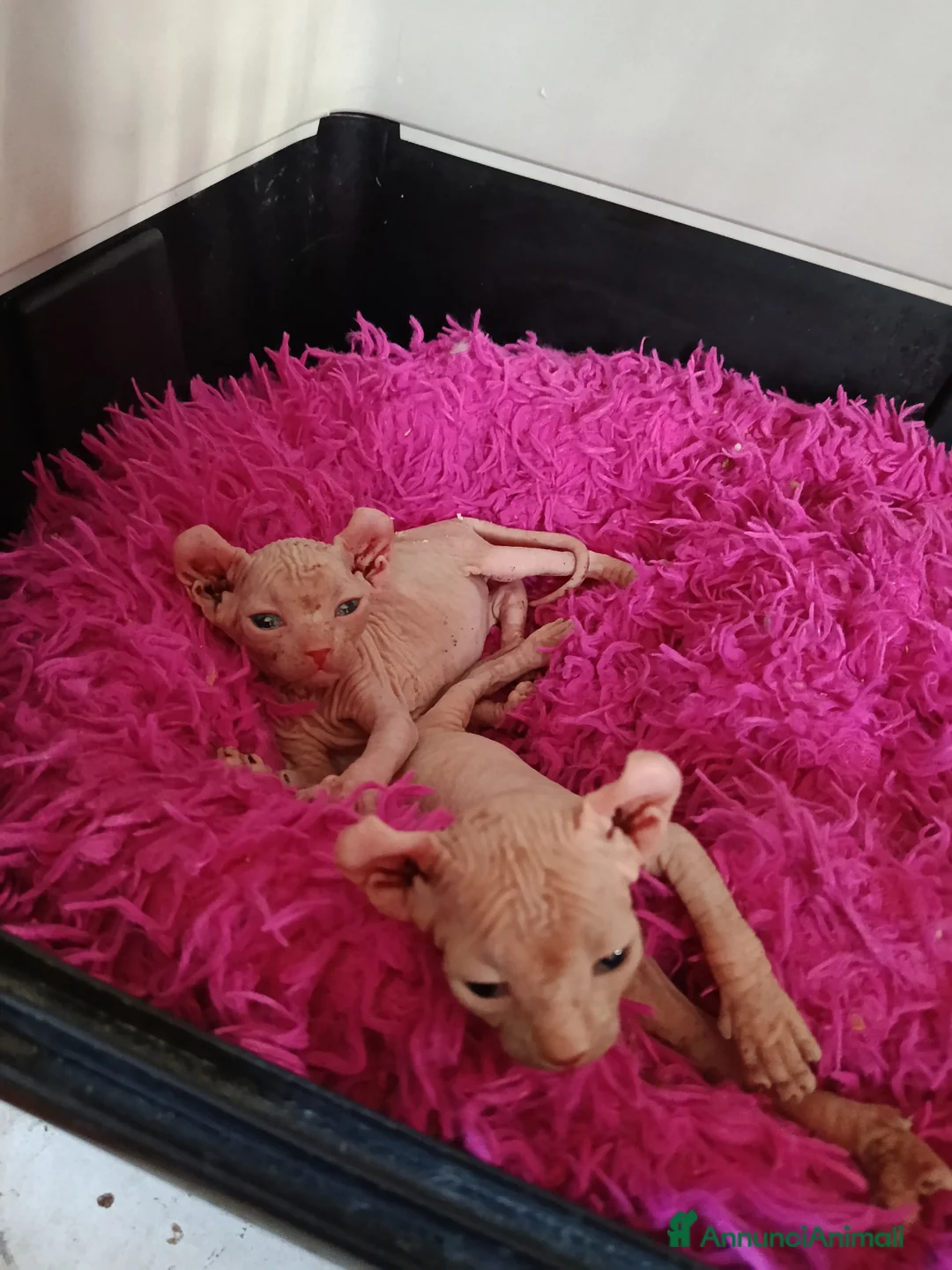 Sphynx gatti in vendita: Allevamento con affisso - Annuncio 3