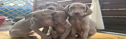Weimaraner cani in vendita: Cuccioli Weimaraner - Annuncio 3