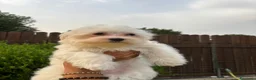 Maltese cani in vendita: cuccioli di maltese  a Città metropolitana di Roma Capitale - Annuncio 3
