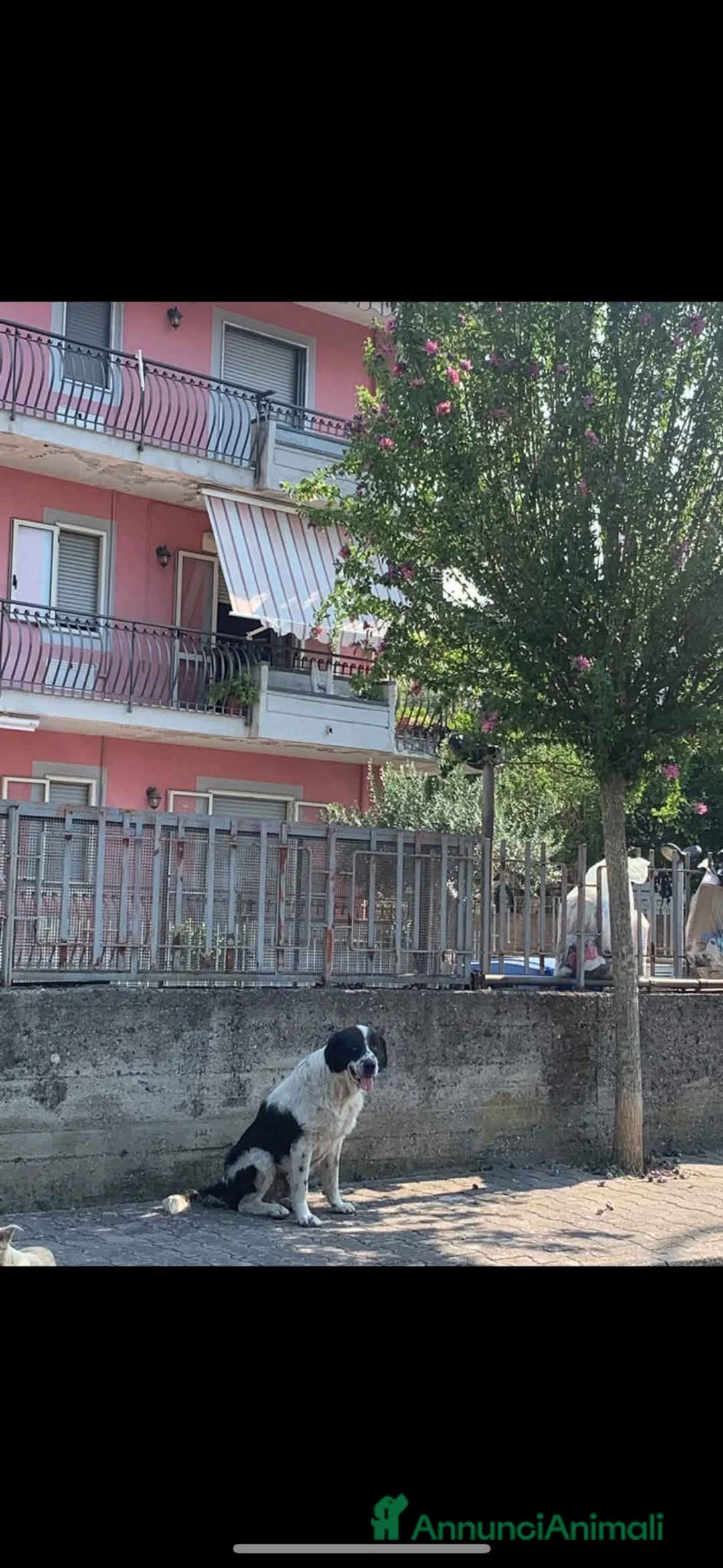 Meticcio cani in regalo: ADOZ.DEL💔:sordo,anziano,soffre,chiuso in box! - Annuncio 2