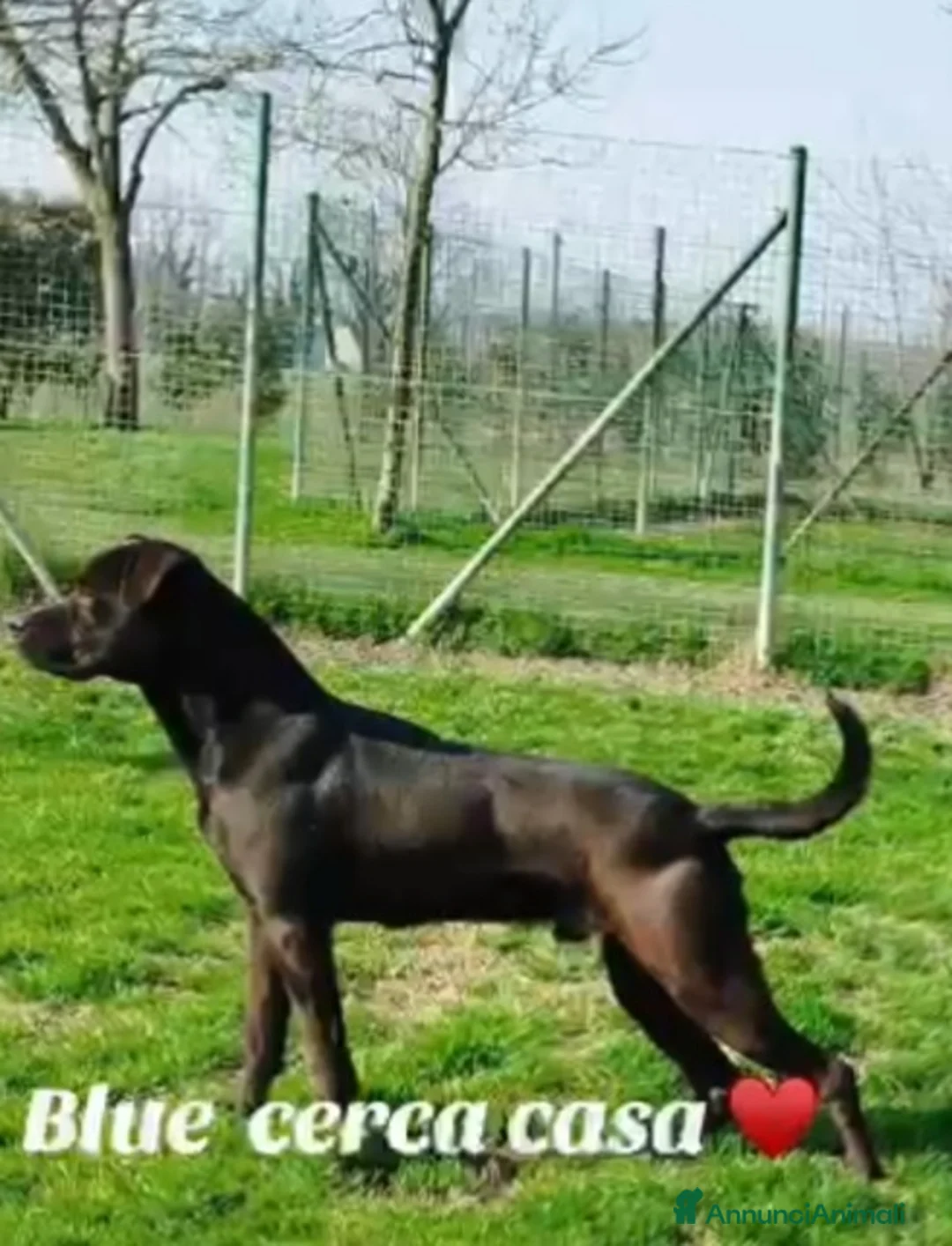 Meticcio cani in regalo: Molossino 2anni e 1/2 nero splendido PROV.PAVIA a Città metropolitana di Milano - Annuncio 4