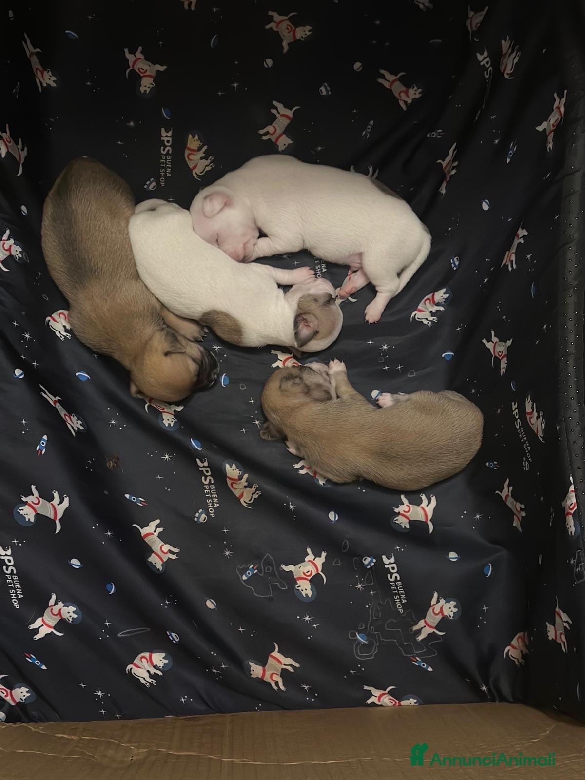 Chihuahua cani 4 CHIHUAHUA  - Annuncio 17