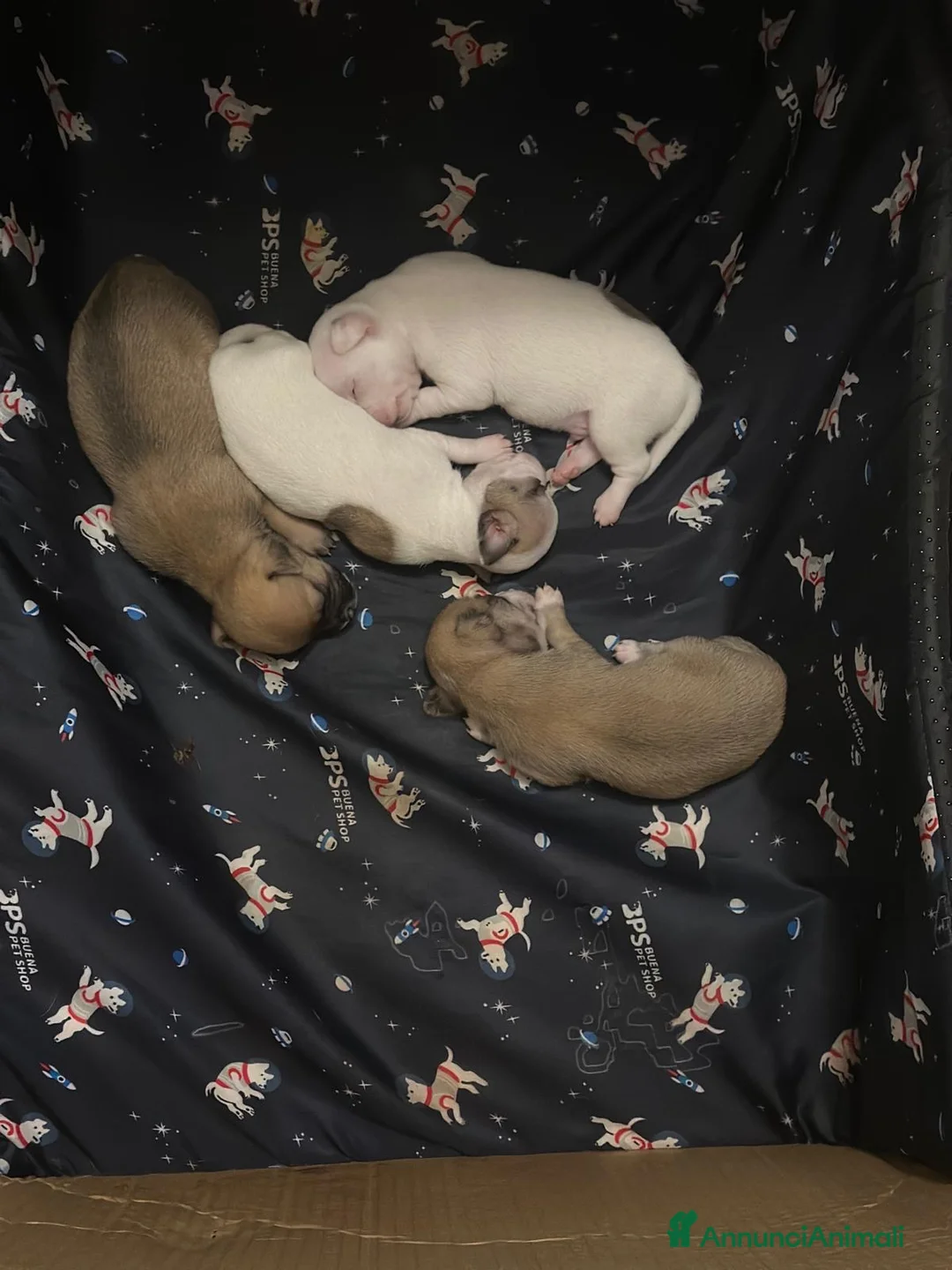 Chihuahua cani in vendita: 4 CHIHUAHUA  - Annuncio 1