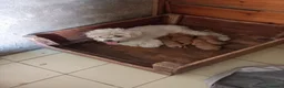 Maltipoo cani in vendita: Maltipo  - Annuncio 3