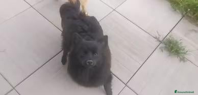 Volpino Pomerania cani in vendita: Volpino nero cucciolone - Annuncio 5