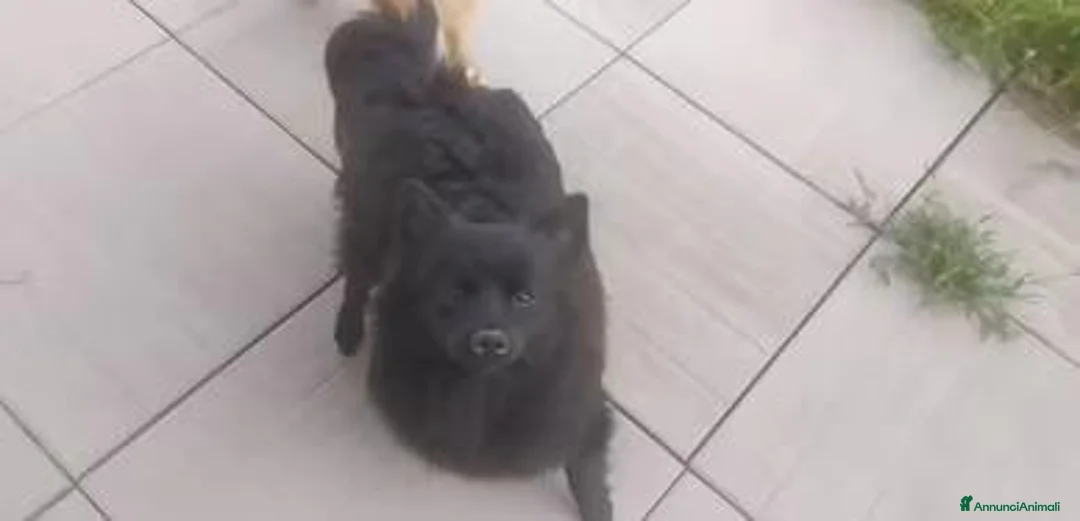 Volpino Pomerania cani in vendita: Volpino nero cucciolone - Annuncio 1
