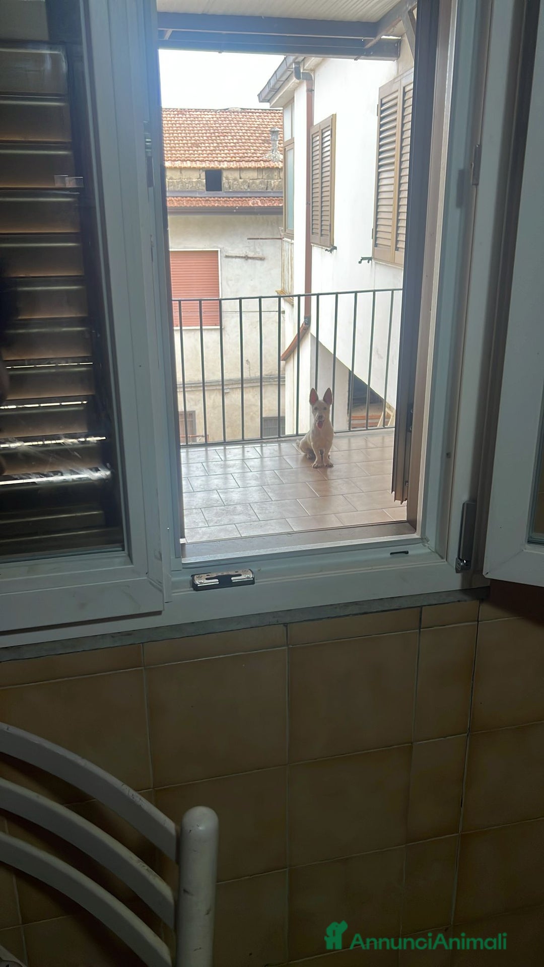 Meticcio cani in regalo: CUCCIOLOTTO INVISIBILE - Annuncio 3