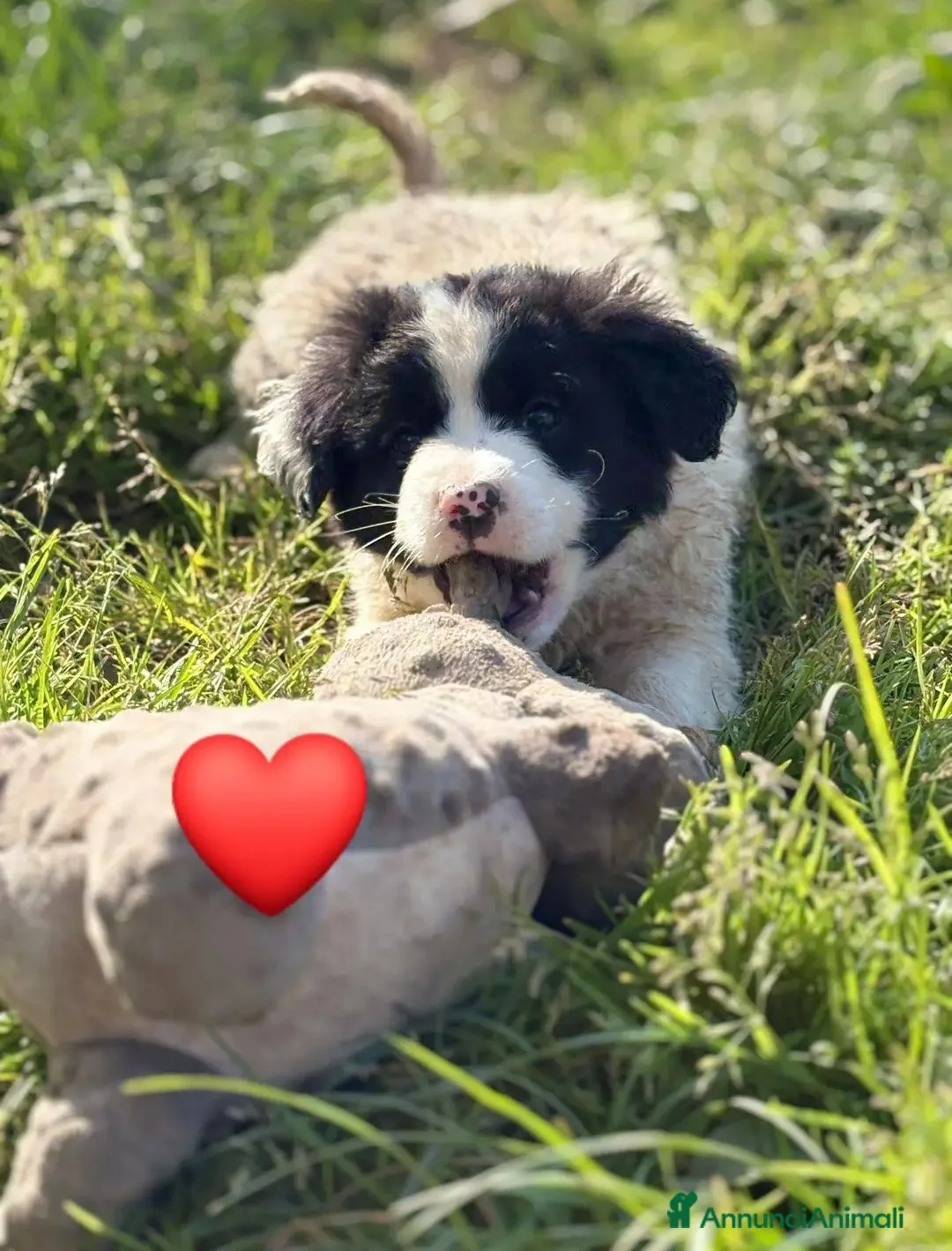 Meticcio cani in regalo: UNA MAMMA PER PIMPA a Provincia di Varese - Annuncio 5