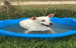 Meticcio cani in regalo: TILLA a Provincia di Latina - Immagine 6