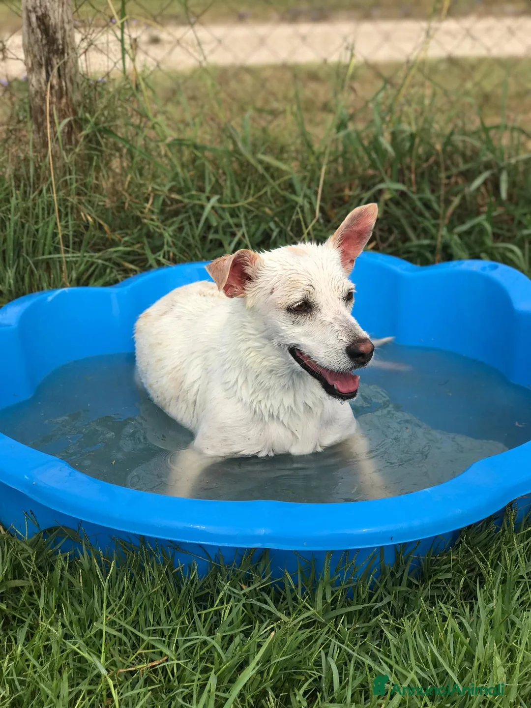 Meticcio cani in regalo: TILLA a Provincia di Latina - Annuncio 6