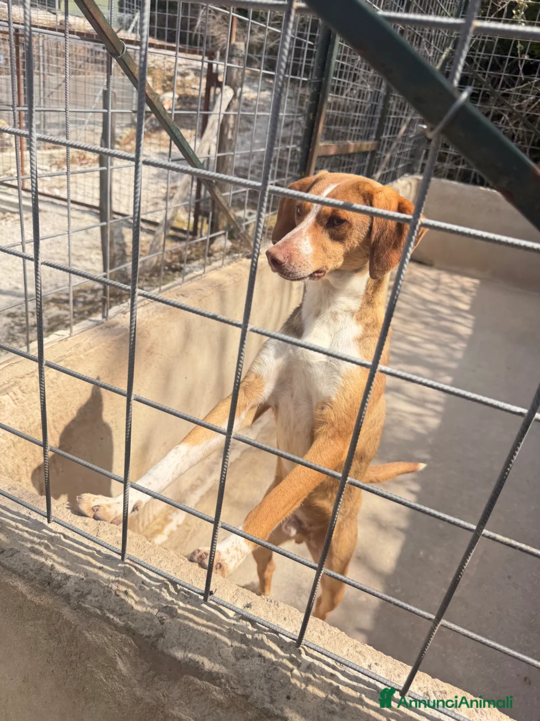 Meticcio cani in regalo: Bamby a Provincia di Bergamo - Annuncio 2