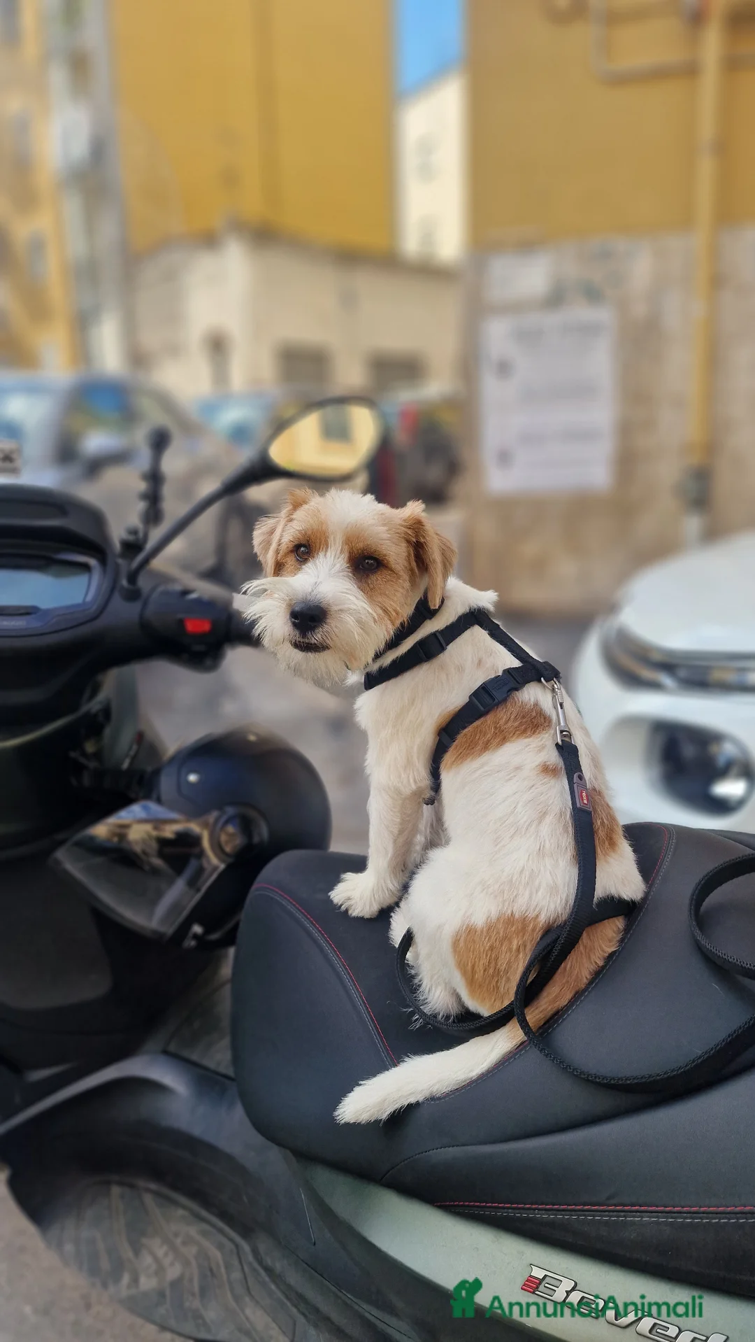 Jack Russell cani per accoppiamento: Jack russell broken maschio  - Annuncio 2