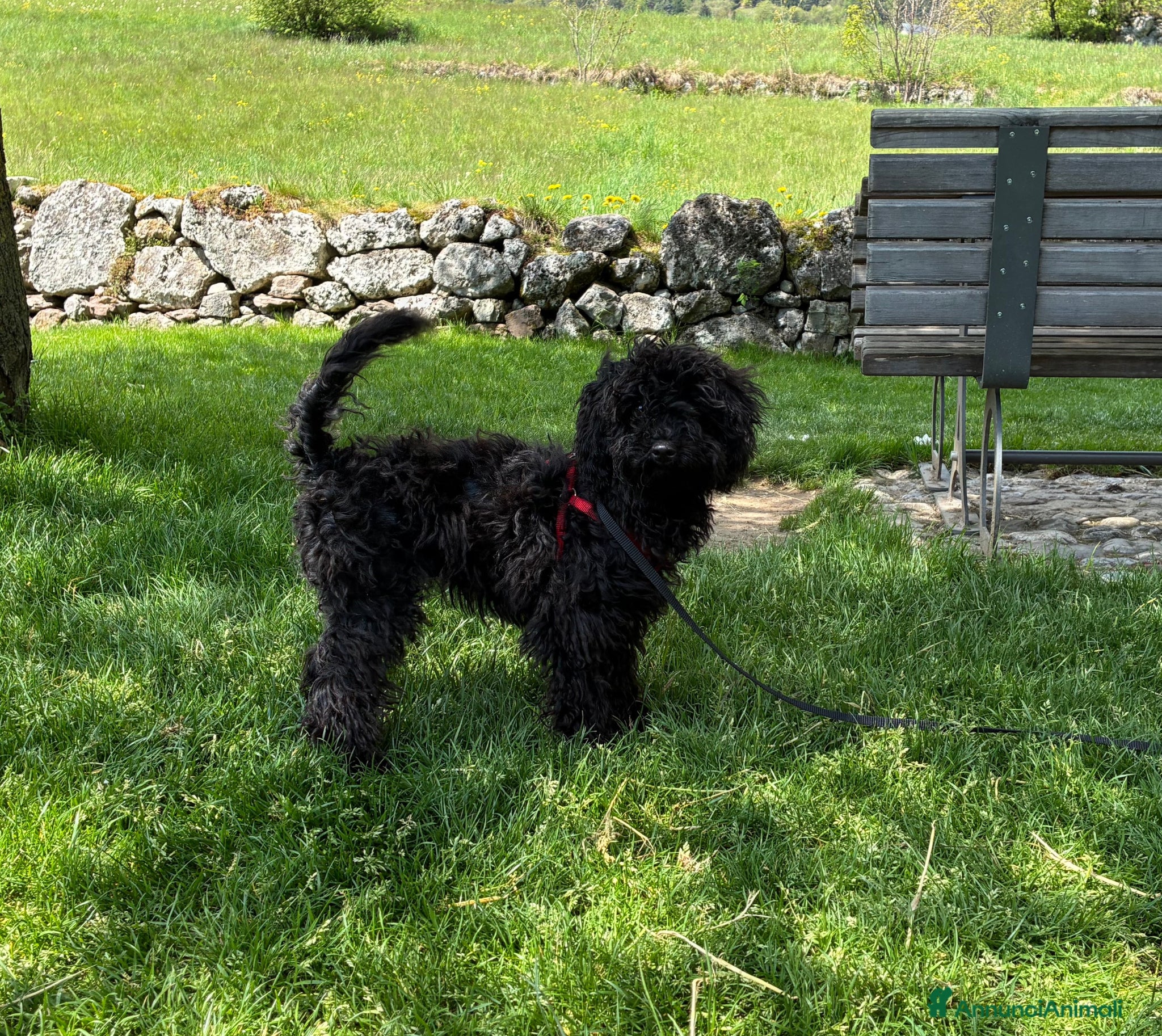 Barboncino cani Barboncino nano nero  - Annuncio 1