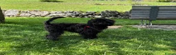 Barboncino cani in vendita: Barboncino nano nero  a Provincia di Varese - Annuncio 1