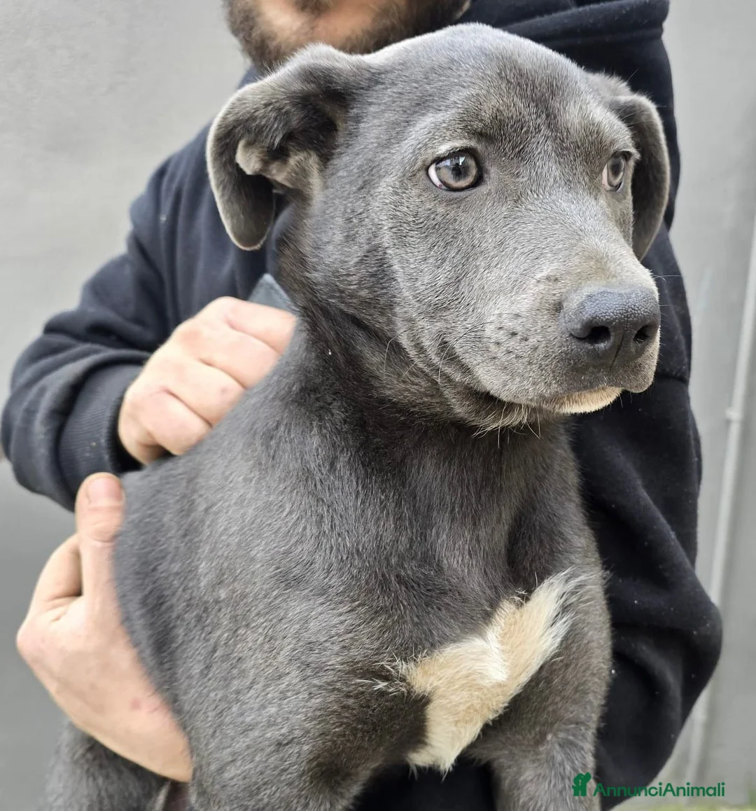 Meticcio cani in regalo: Incrocio (LUCE) - Annuncio 4