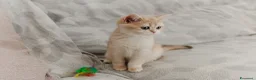 Scottish gatti in vendita: Gattina Scottish straight blue golden - Annuncio 2
