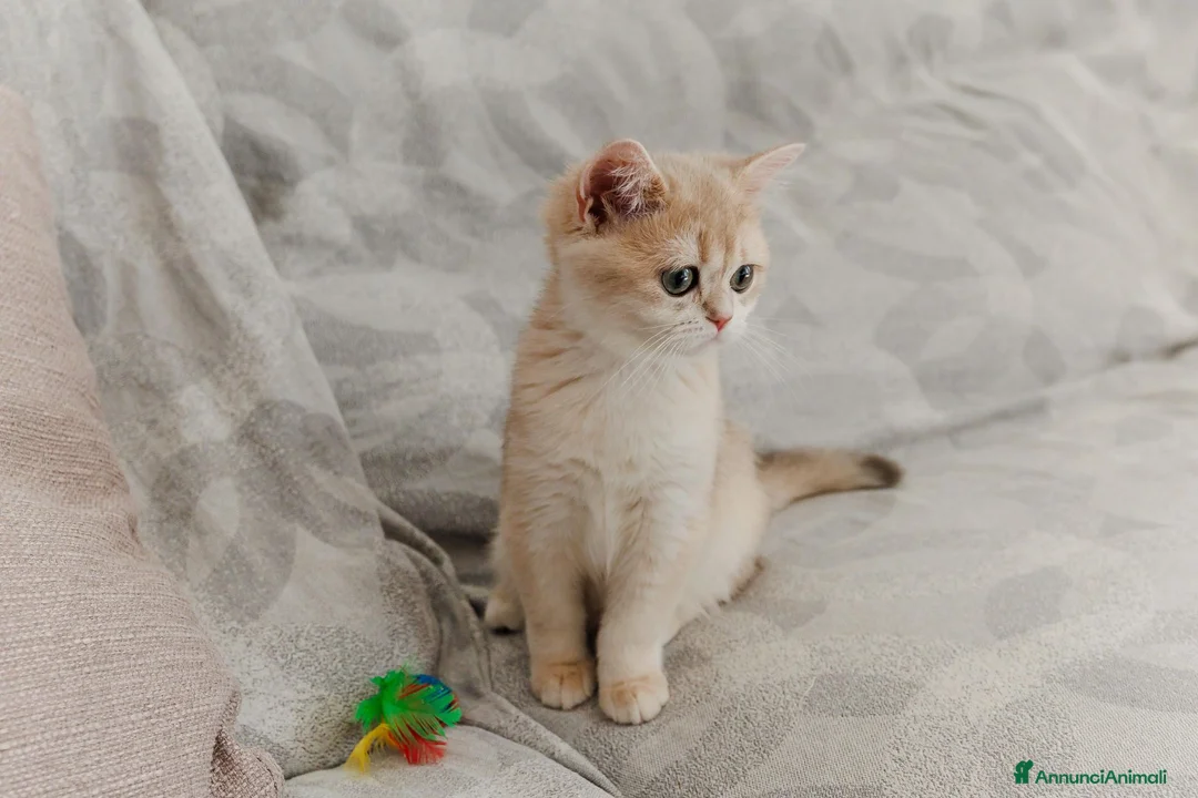Scottish gatti in vendita: Gattina Scottish straight blue golden - Annuncio 2