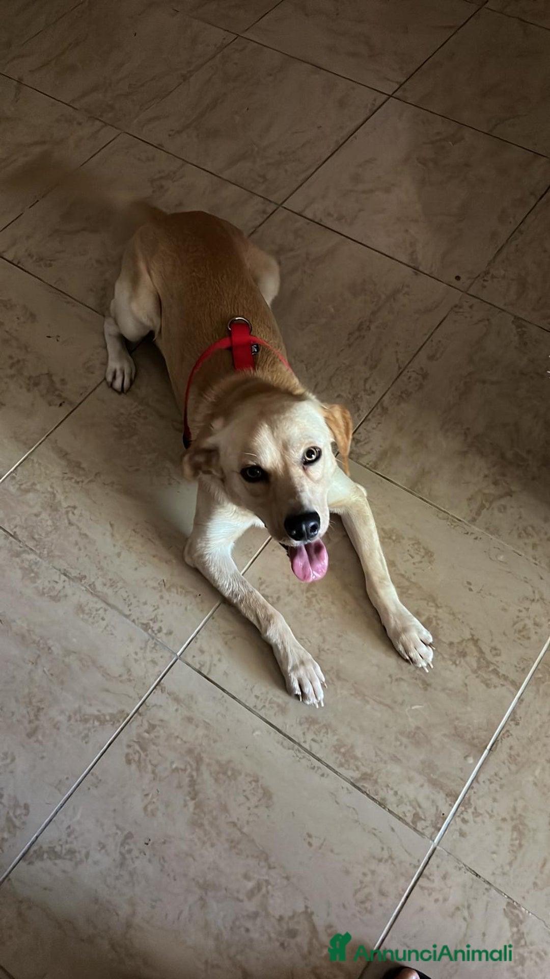 Labrador cani in regalo: Lello dolcissimo mix labrador biondo - Annuncio 5