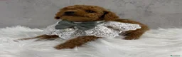 Barboncino Toy cani in vendita: Adorabili cuccioli di barboncino toy - Annuncio 15