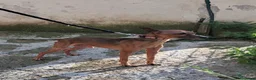 Pinscher Tedesco cani in regalo: JACK UNO SCRICCIOLO ABBANDONATO SENZA PIETÀ  - Annuncio 2