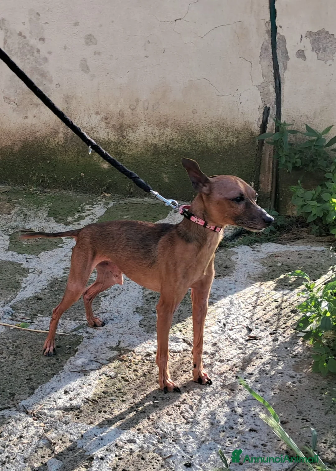 Pinscher Tedesco cani in regalo: JACK UNO SCRICCIOLO ABBANDONATO SENZA PIETÀ  - Annuncio 2