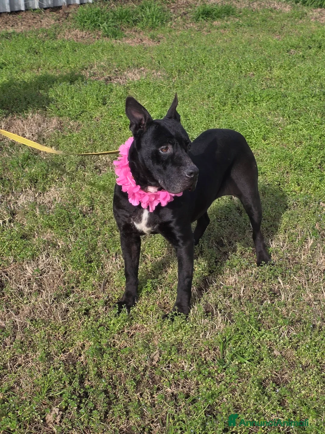 Meticcio cani in regalo: Nayana, simil cane corso, in canile - Annuncio 10