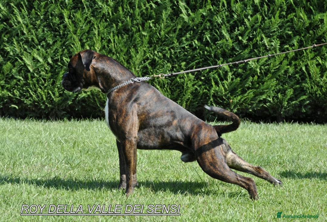 Boxer cani in vendita: BOXER CUCCIOLI DISPONIBILI - Annuncio 19