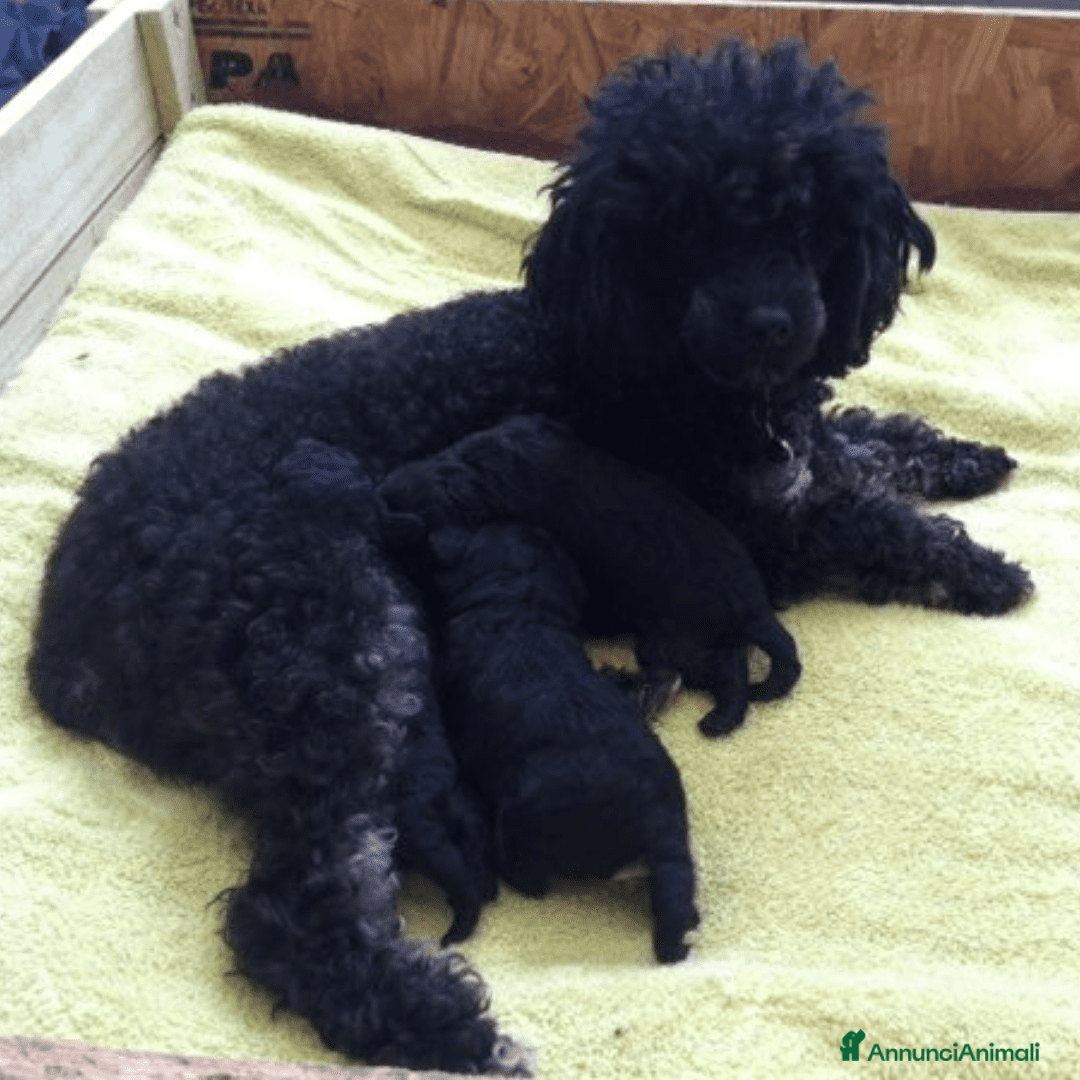Barboncino cani in vendita: Barboncini cuccioli a Provincia di Pavia - Immagine 4