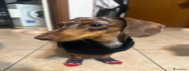 macchia 