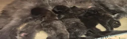 Maine Coon gatti in vendita: Cuccioli di maine coon  - Annuncio 10