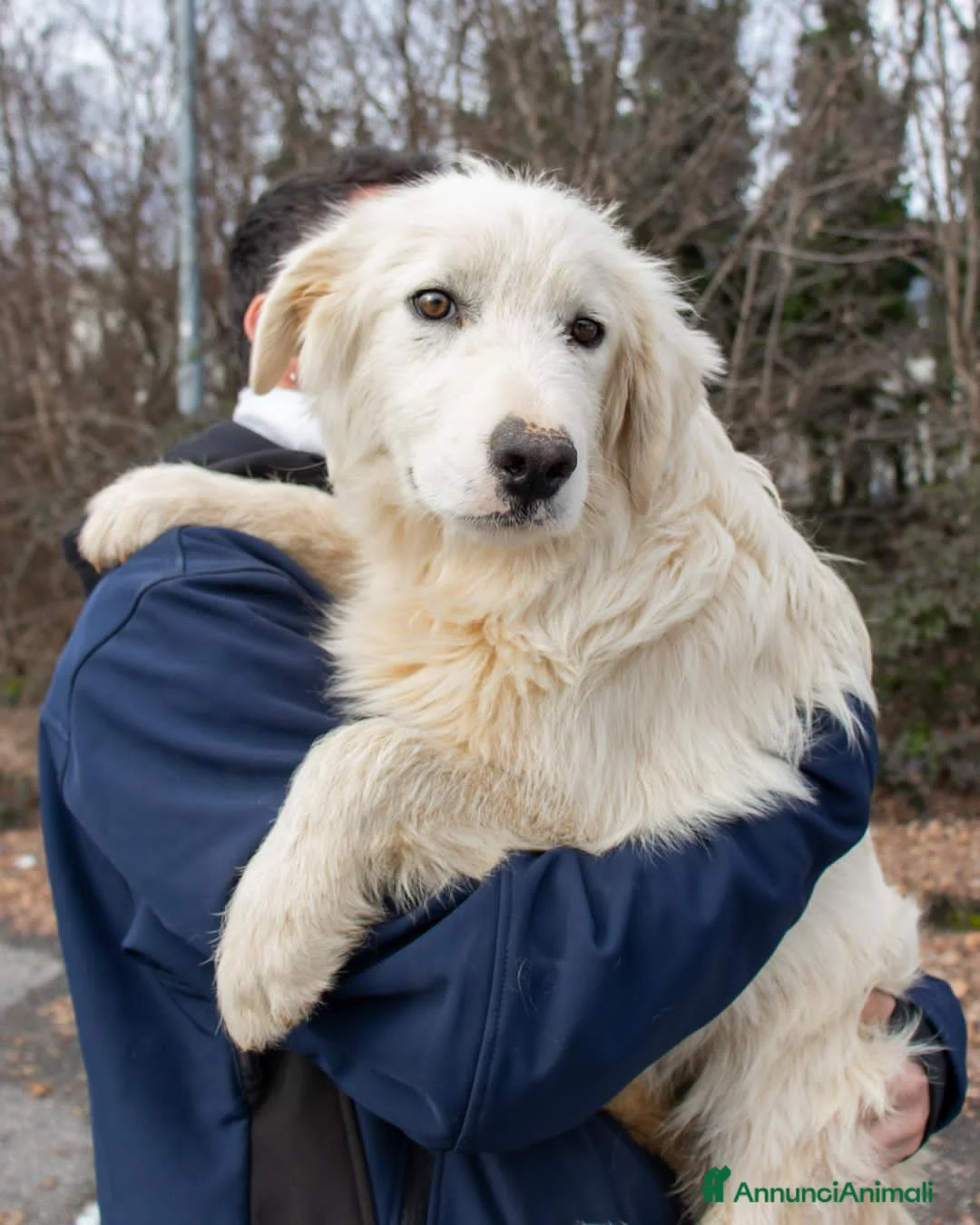 Altre razze cani in regalo: brody  - Annuncio 3