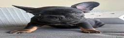 Bulldog Francese cani in vendita: Bulldog francese  - Annuncio 5