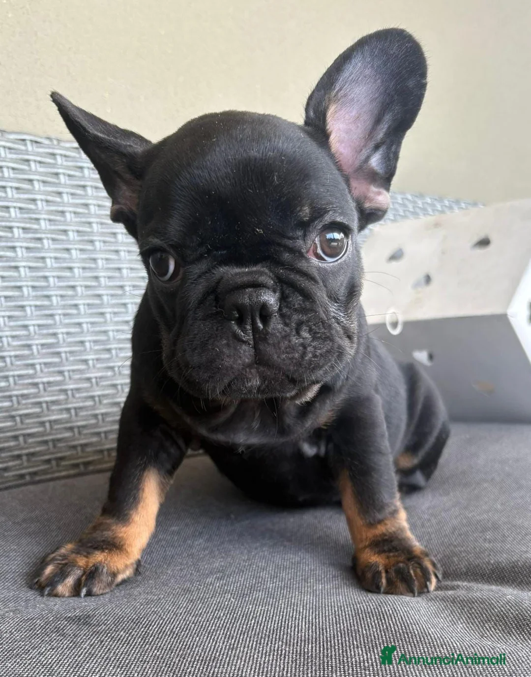 Bulldog Francese cani in vendita: Bulldog francese  - Annuncio 5