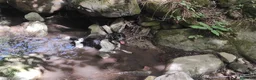 Springer Spaniel Inglese cani in vendita: Cuccioli Springer Spaniel Inglese a Città metropolitana di Roma Capitale - Annuncio 9
