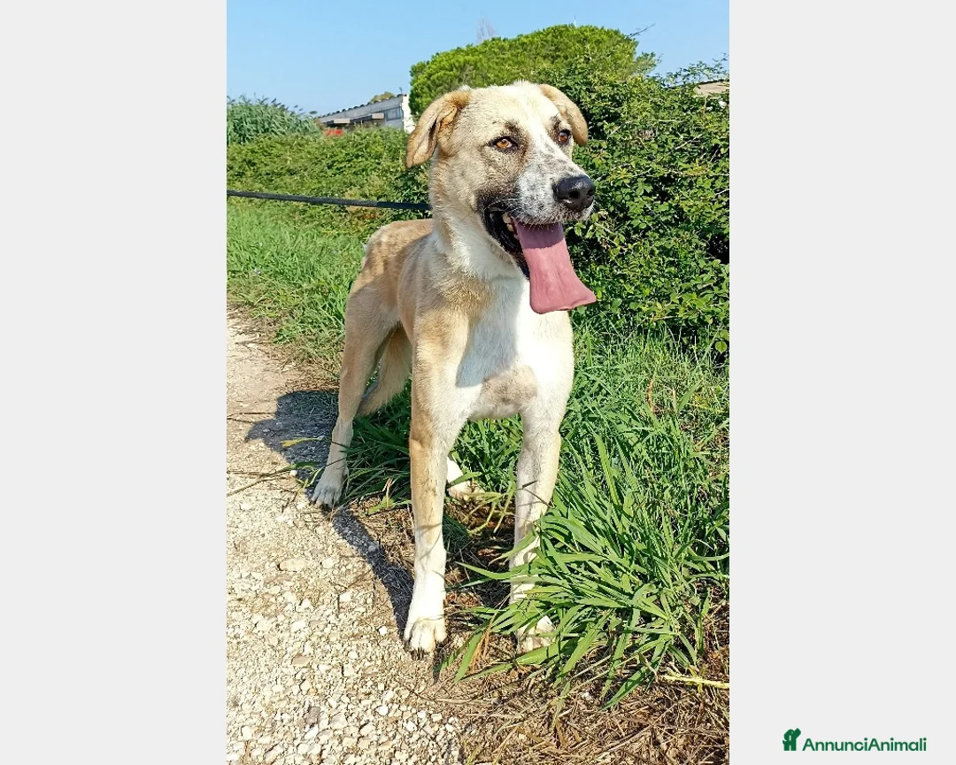 Meticcio cani in regalo: Ercole, meraviglioso incrocio Pastore cane maschio a Latina - Annuncio 2