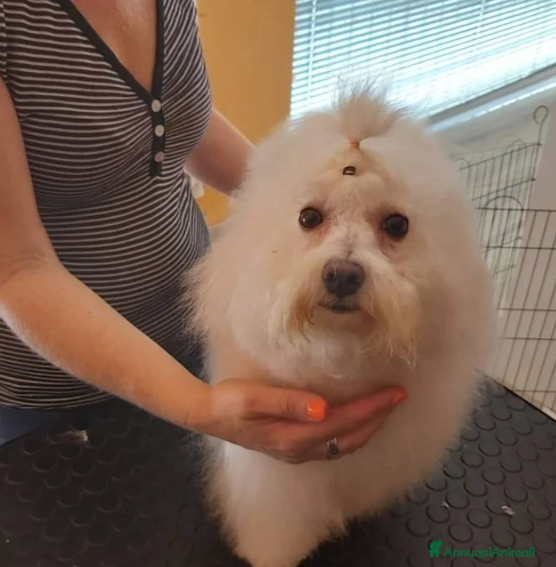 Bolognese cani in vendita: Cuccioli di bolognese - Annuncio 1